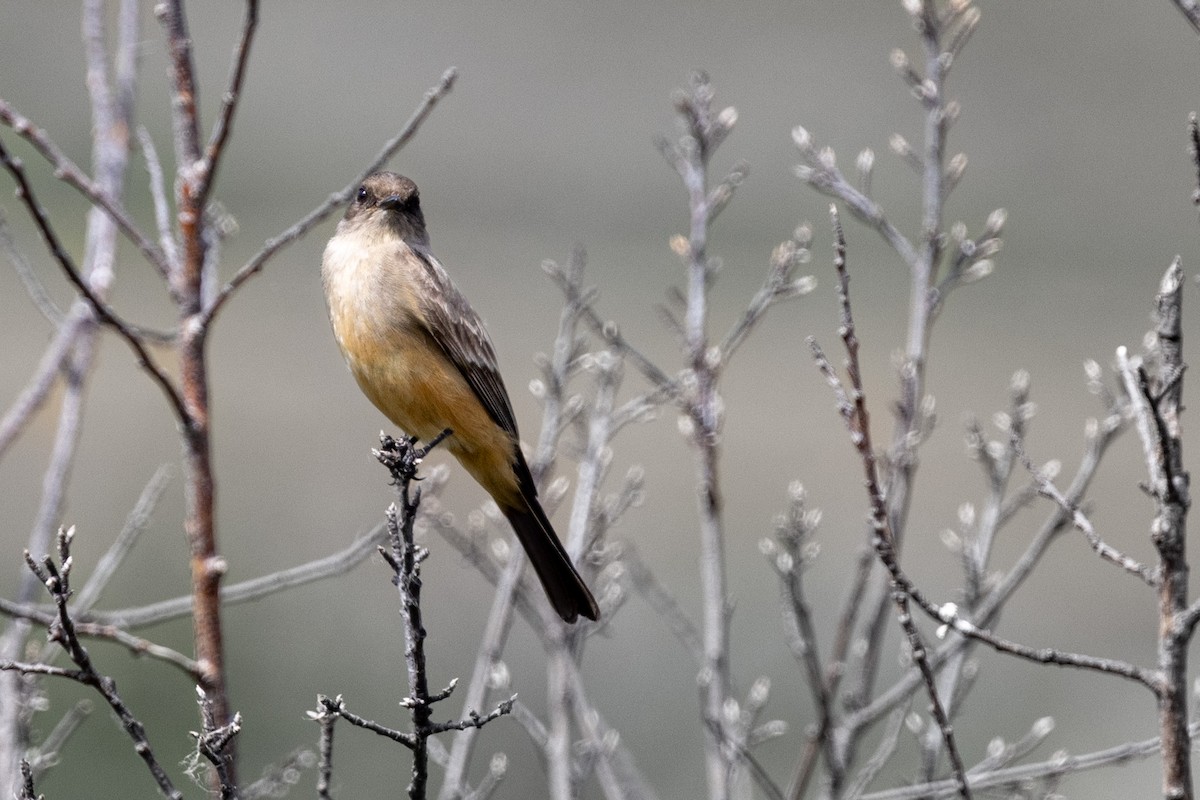 Say's Phoebe - ML582319861