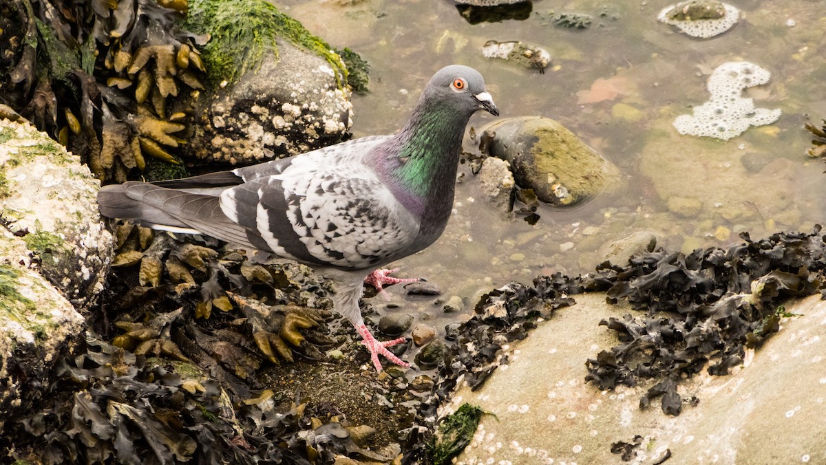 Rock Pigeon (Feral Pigeon) - Larry Joseph