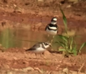 Semipalmated Plover - ML582320851