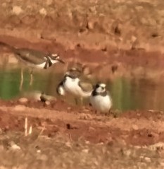 Semipalmated Plover - ML582321071