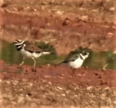 Semipalmated Plover - ML582321101