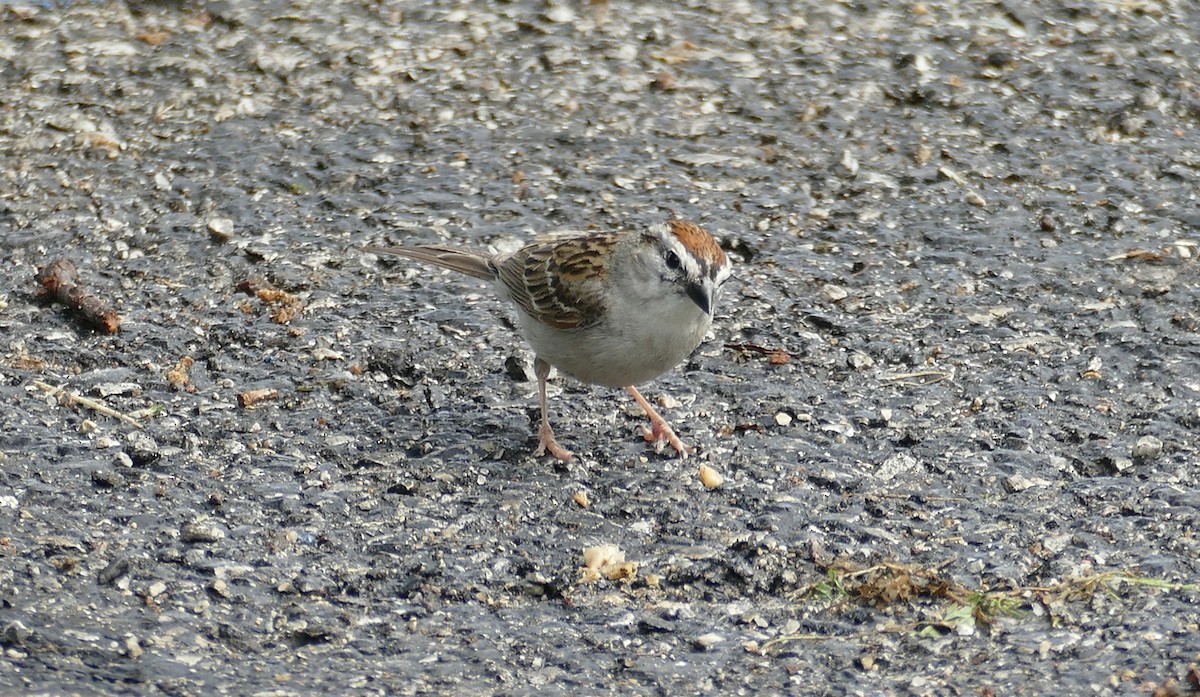 Chipping Sparrow - Kelly Ormesher