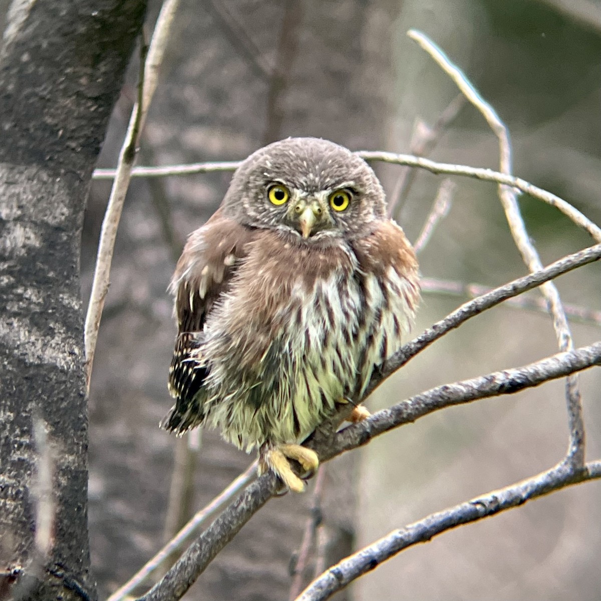 Northern Pygmy-Owl (Pacific) - Josh McLaughlin