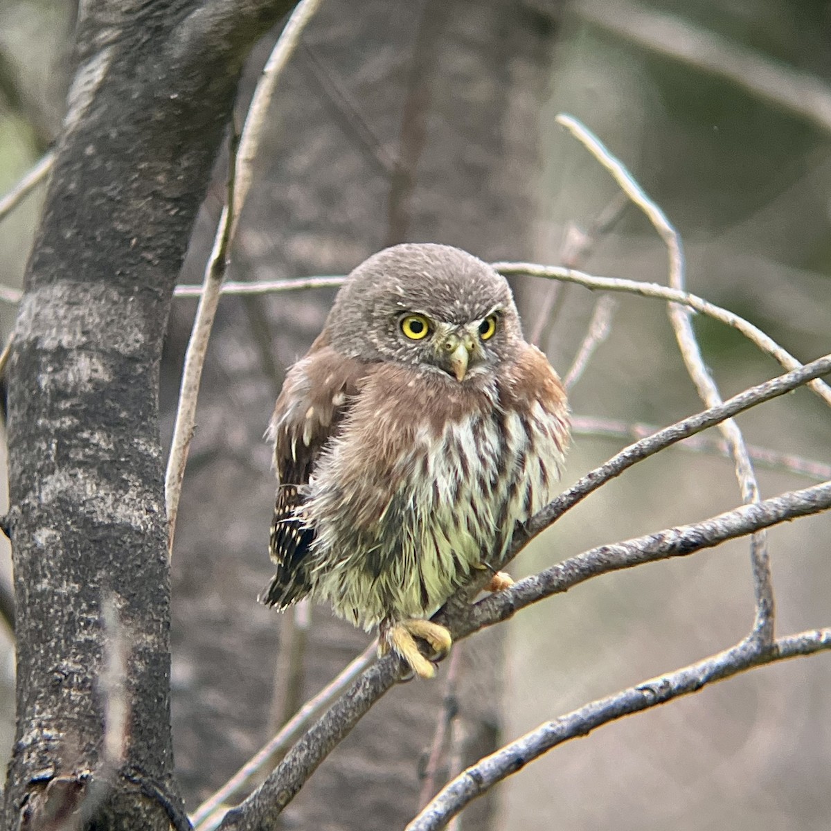 Northern Pygmy-Owl (Pacific) - Josh McLaughlin