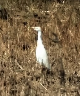 Western Cattle-Egret - ML582321871