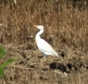 Western Cattle-Egret - ML582321941