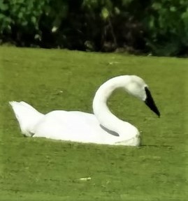 Trumpeter Swan - ML582323331