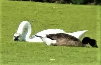 Trumpeter Swan - ML582323391