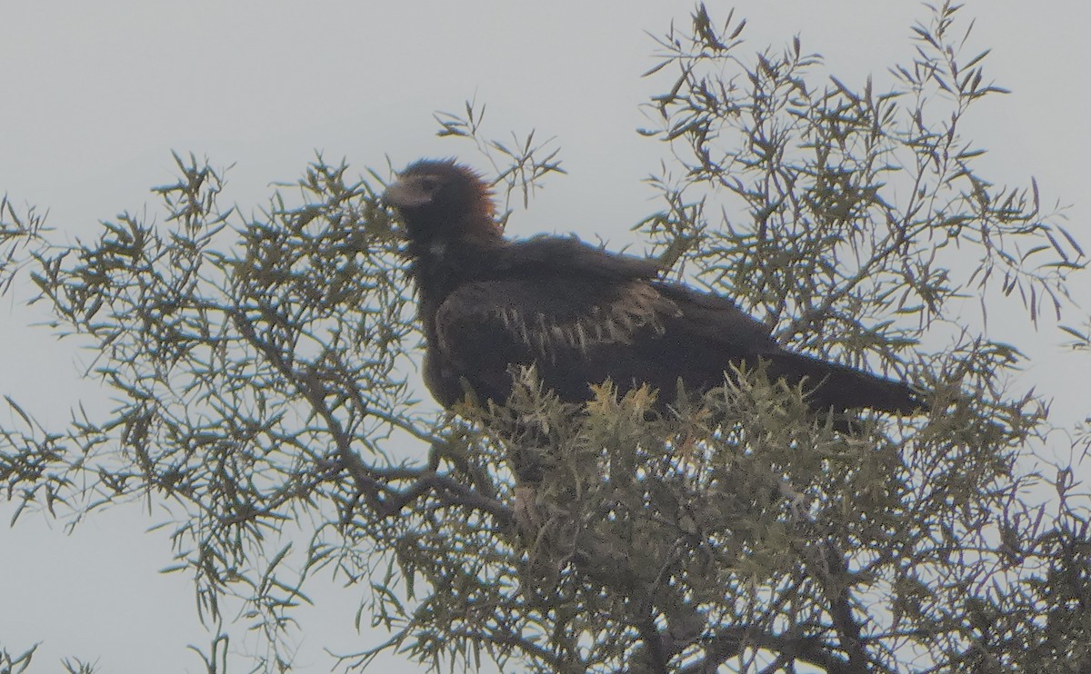 Wedge-tailed Eagle - ML582324201