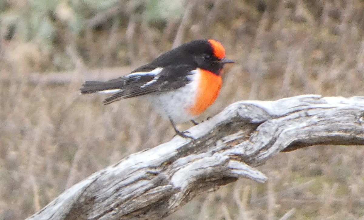 Red-capped Robin - ML582324781