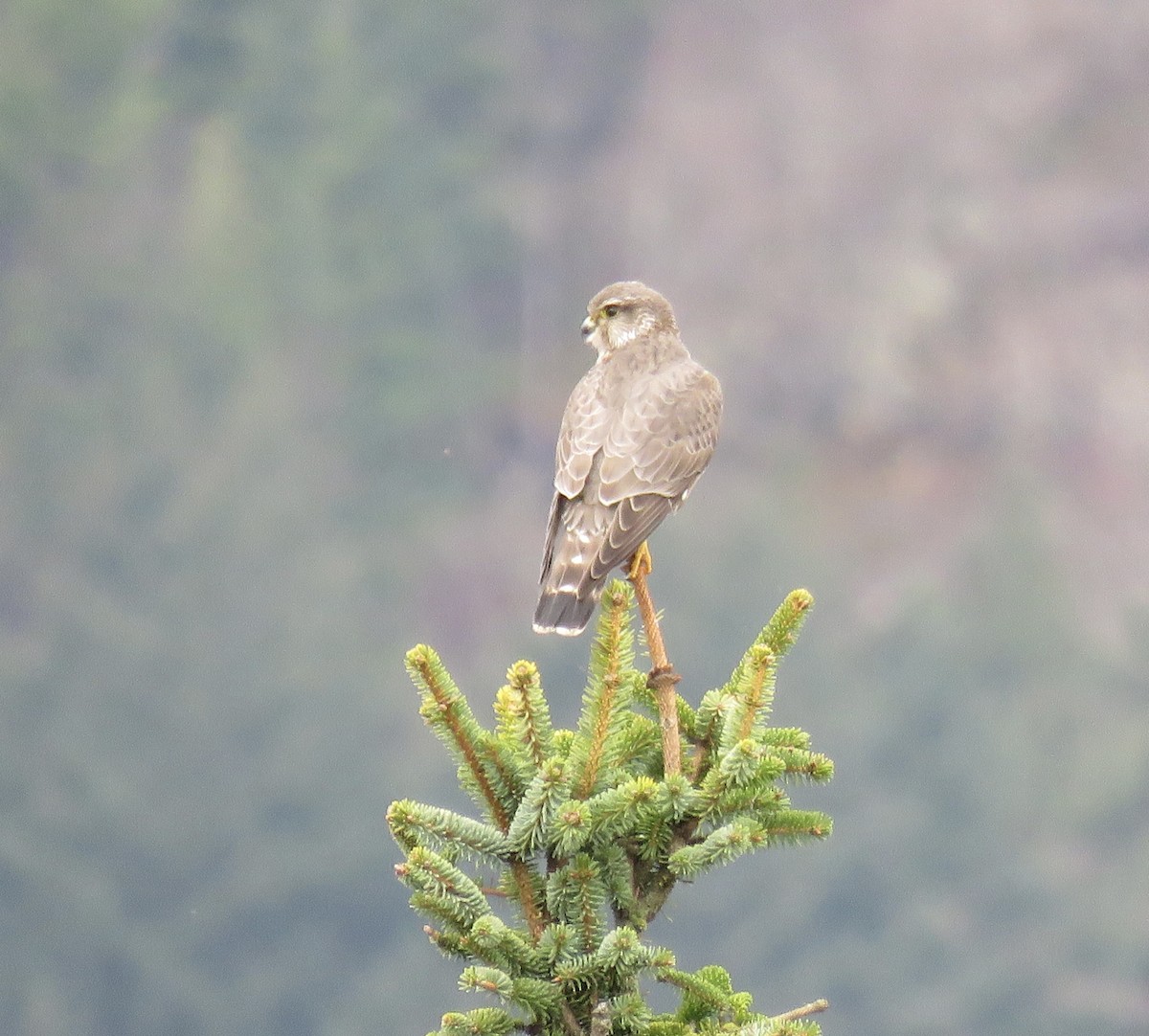 dřemlík tundrový (ssp. columbarius) - ML582324811