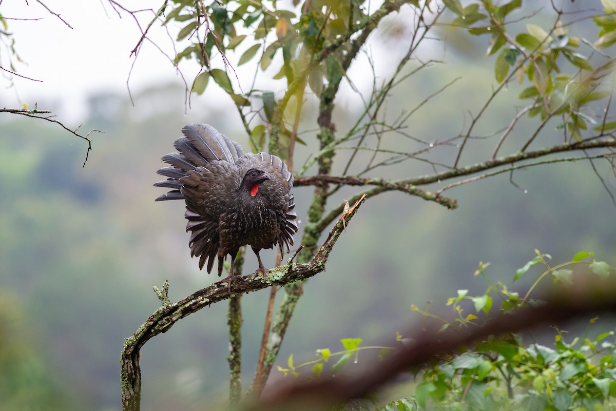 Dusky-legged Guan - ML582325461