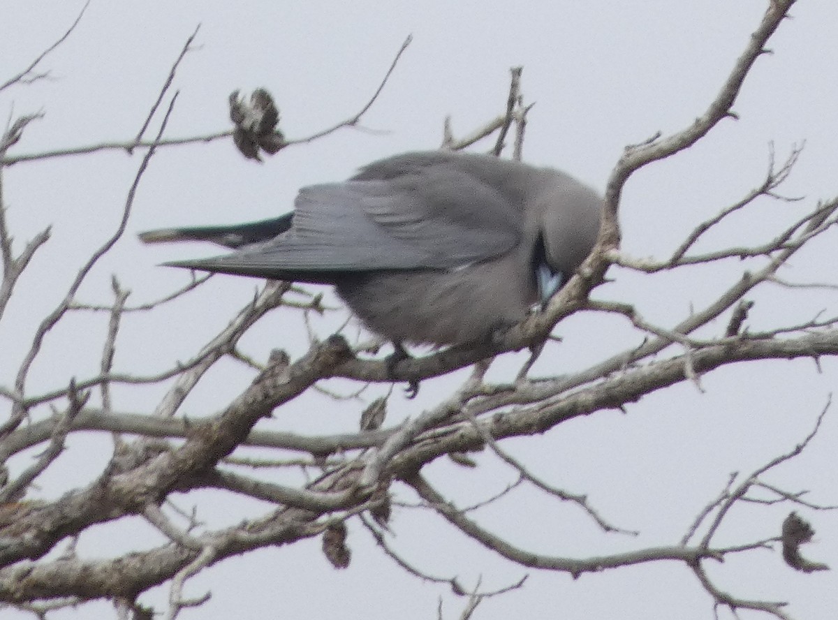 Black-faced Woodswallow (Black-vented) - ML582325531