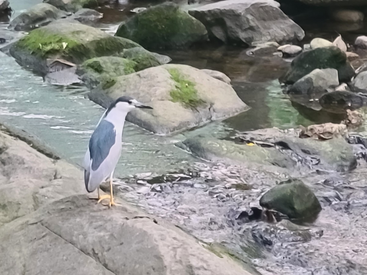 Black-crowned Night Heron - ML582326571