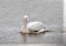 American White Pelican - ML582328921