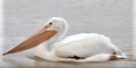 American White Pelican - ML582329201