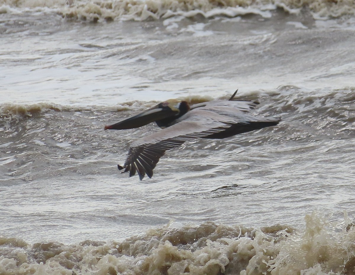 Brown Pelican - ML582330431