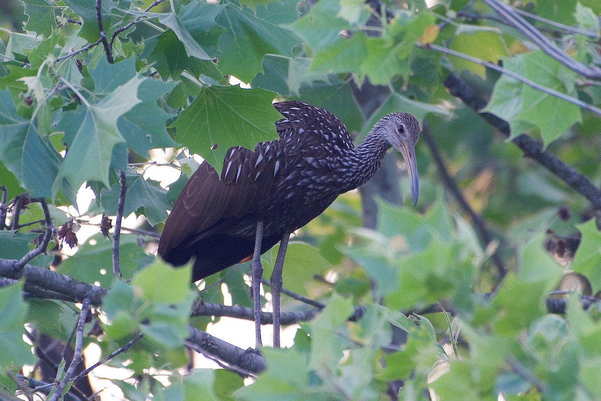 Limpkin - ML582331221