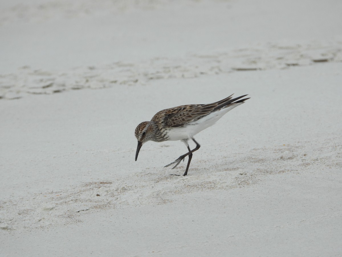 White-rumped Sandpiper - ML582331801