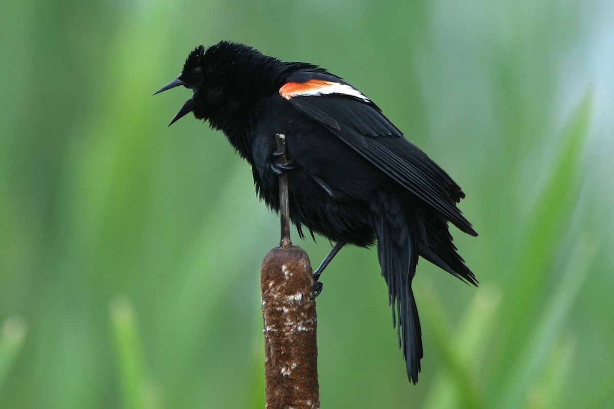 Red-winged Blackbird - ML582332101