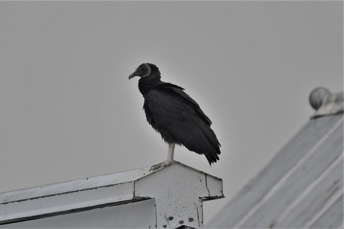 Black Vulture - ML582333101