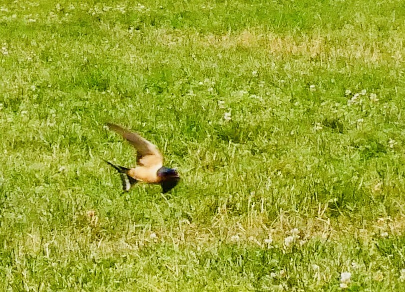 Barn Swallow - ML582333981