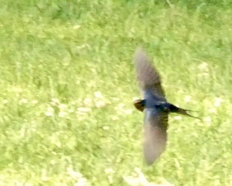 Barn Swallow - ML582333991