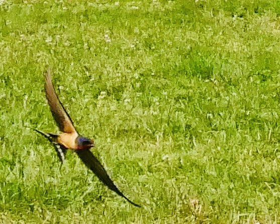 Barn Swallow - ML582334001