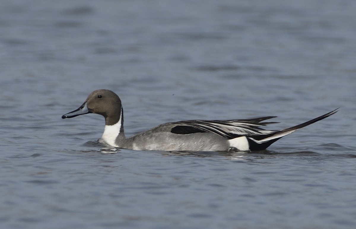 Northern Pintail - Pat McGrane