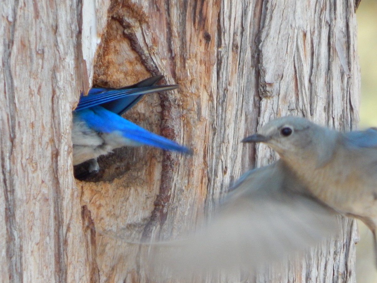 Mountain Bluebird - ML582334401