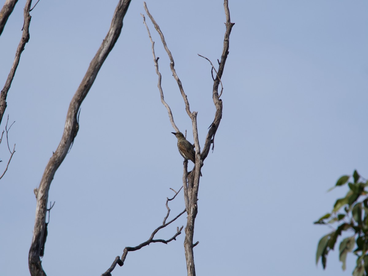 Olive-backed Oriole - ML582334851