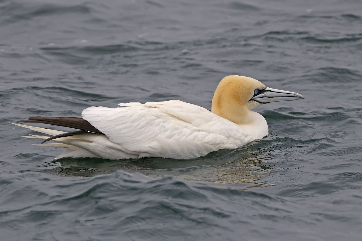 Northern Gannet - ML582334921