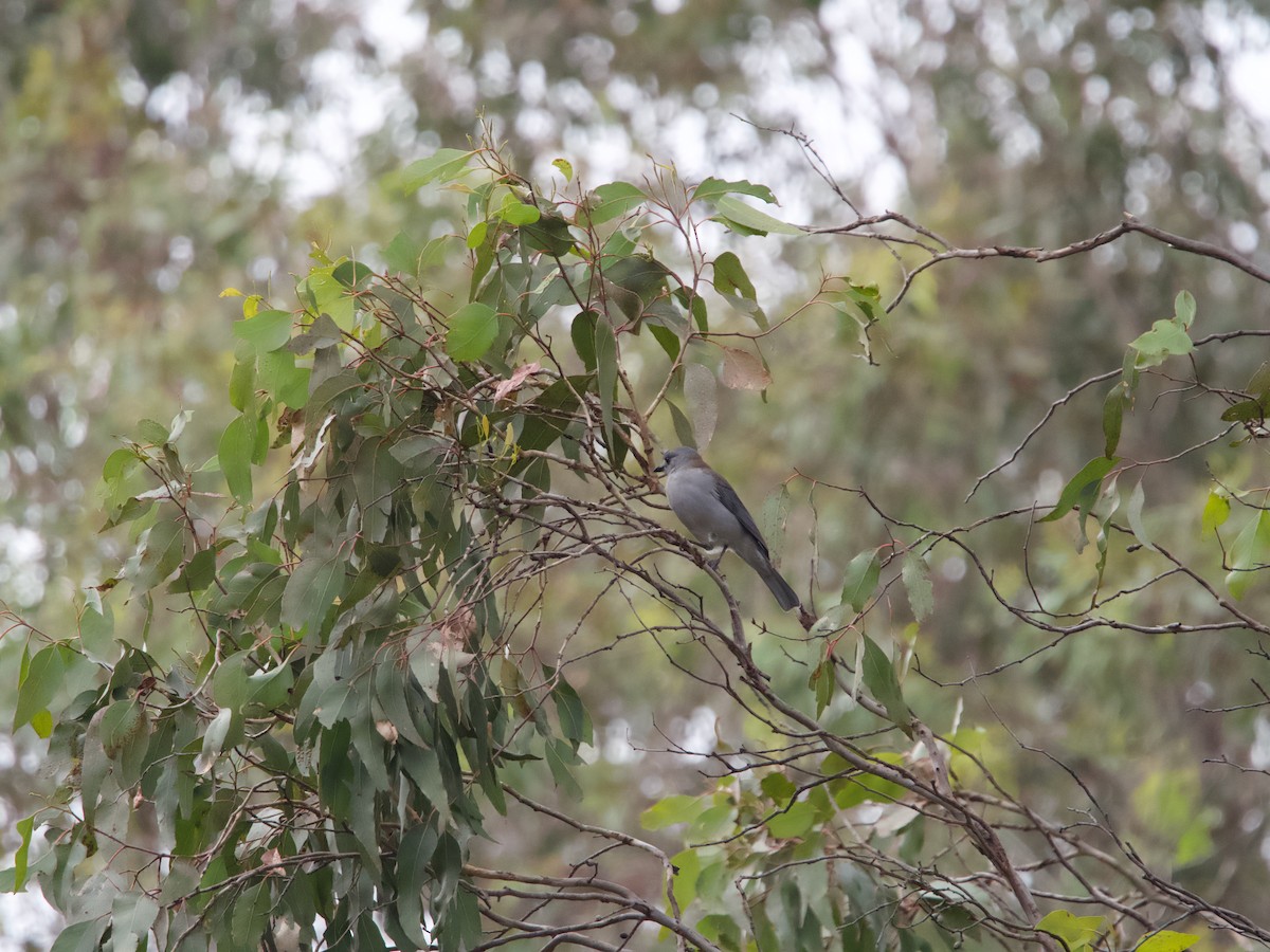 Gray Shrikethrush - Yvonne van Netten