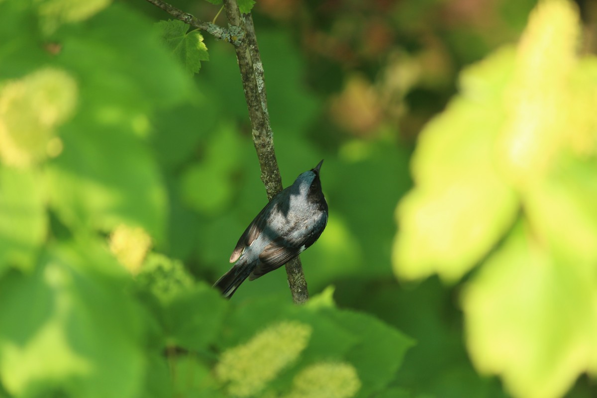 Black-throated Blue Warbler - Vincent Desjardins