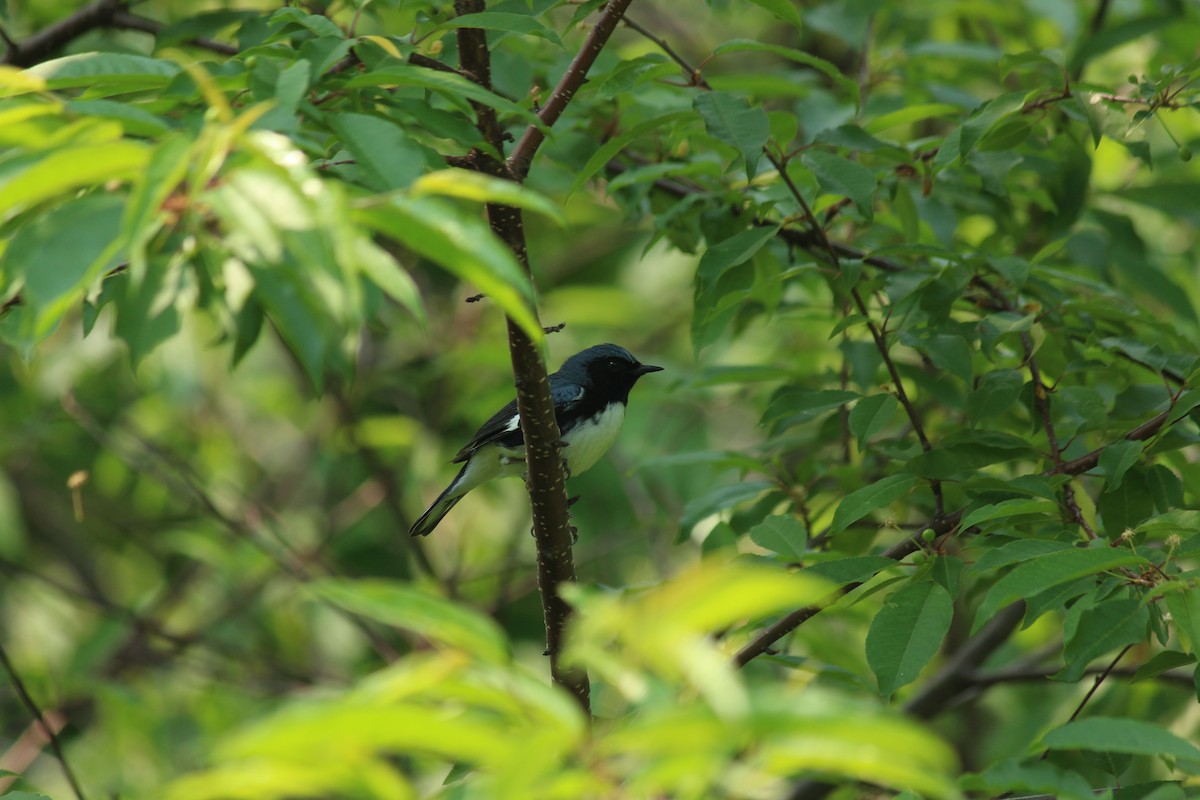 Paruline bleue - ML582335421