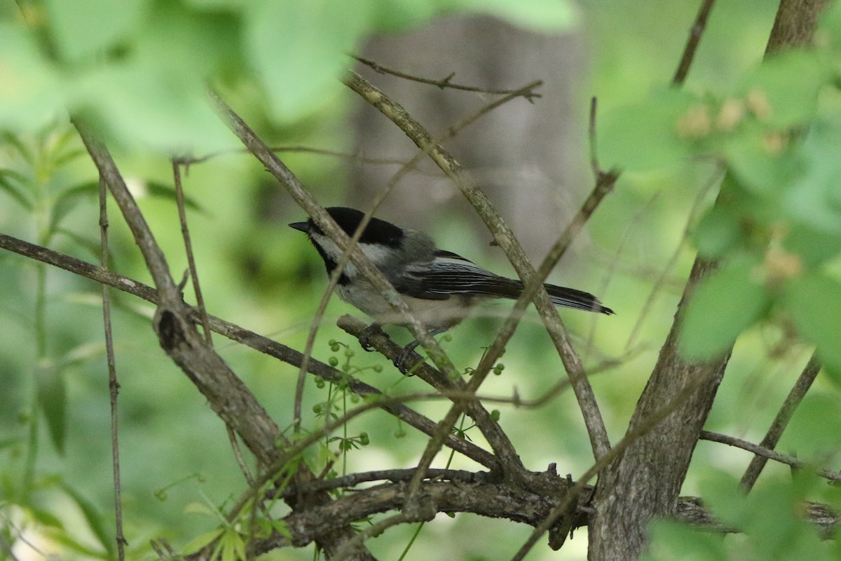 Black-capped Chickadee - ML582335821