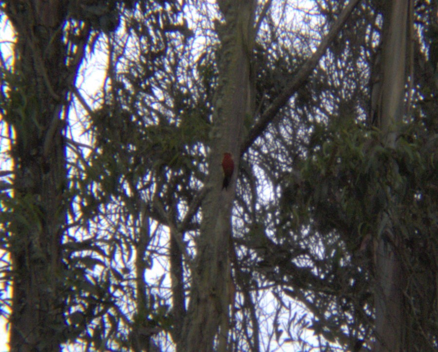 Crimson-mantled Woodpecker - Santiago Yerovi Echeverría