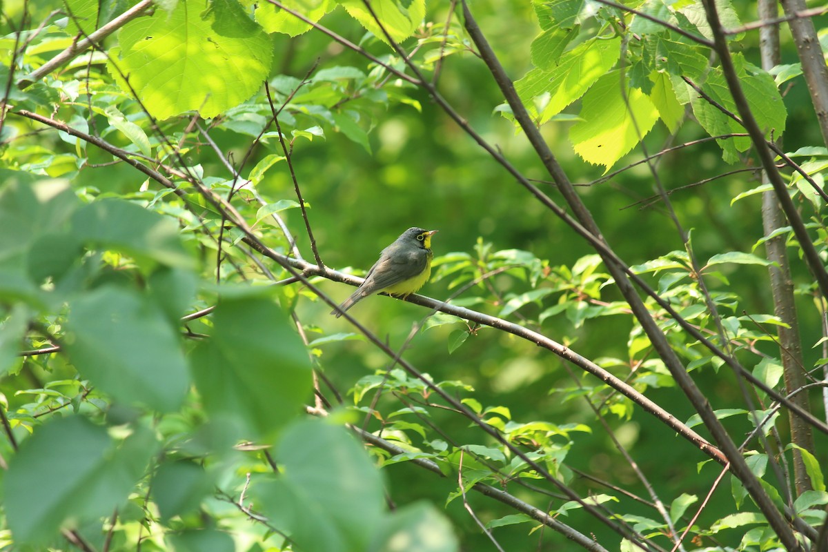 Paruline du Canada - ML582336221