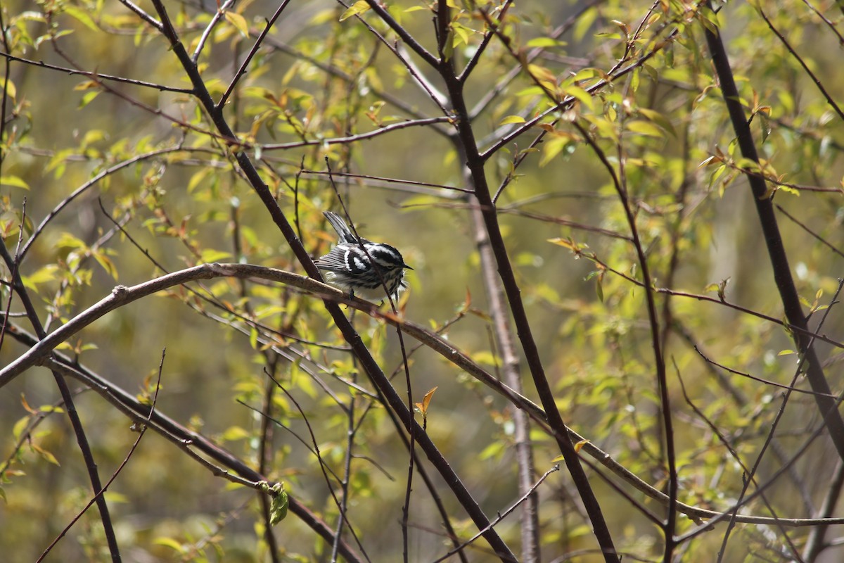 Paruline noir et blanc - ML582336651