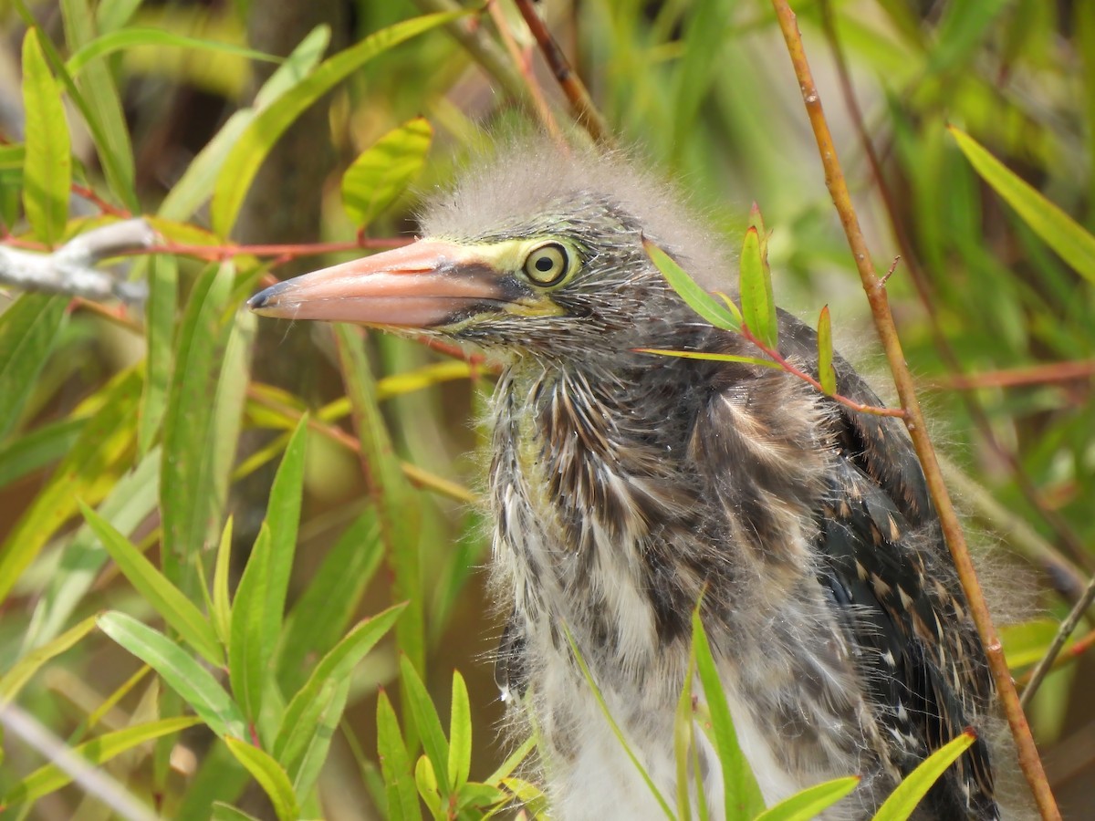 Green Heron - Matthew Krawczyk