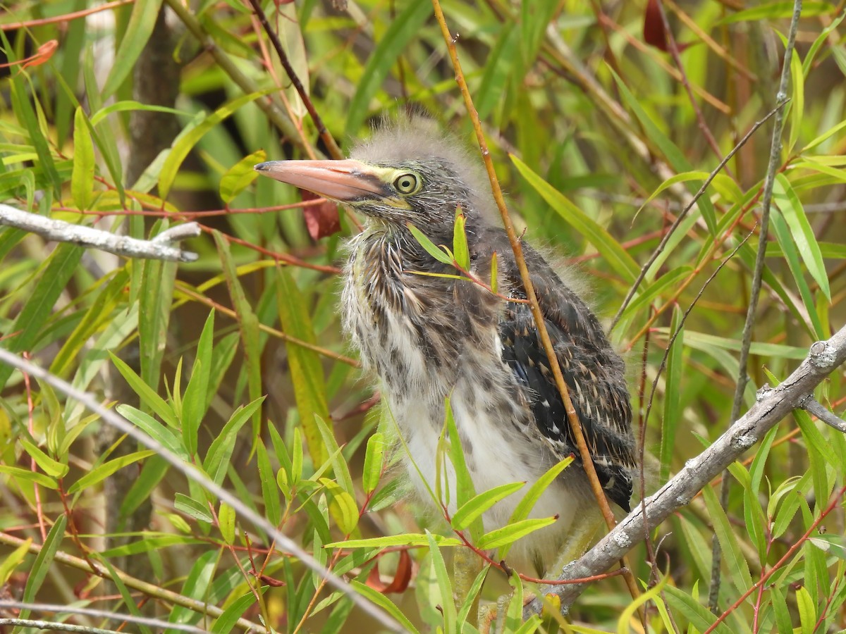 Green Heron - Matthew Krawczyk