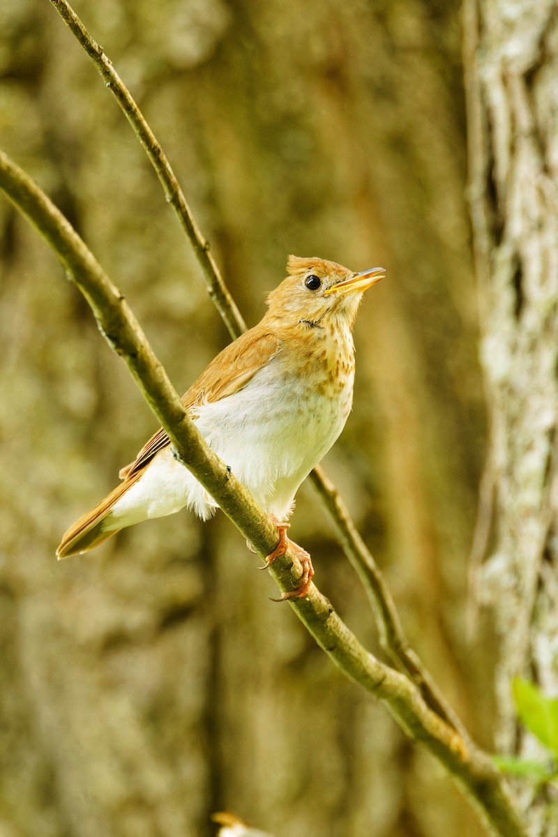 Veery - ML582337081