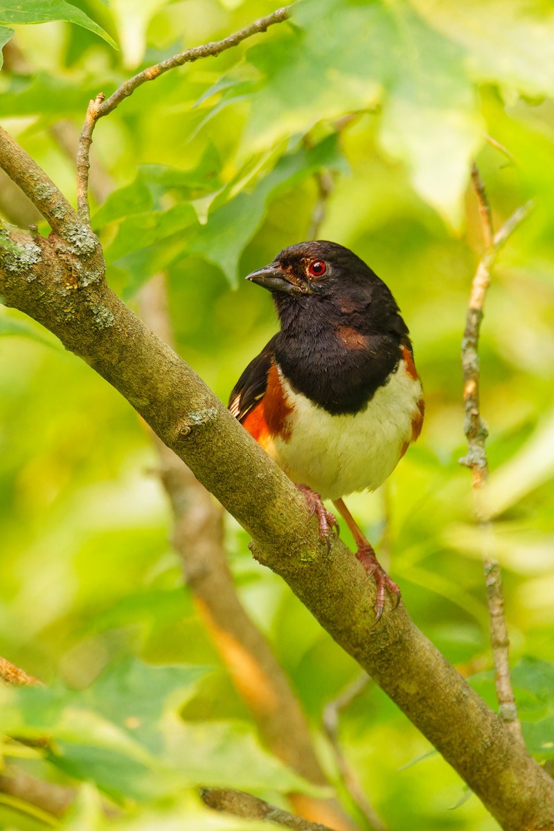 Eastern Towhee - ML582337171