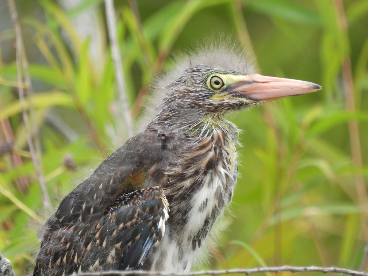 Green Heron - Matthew Krawczyk