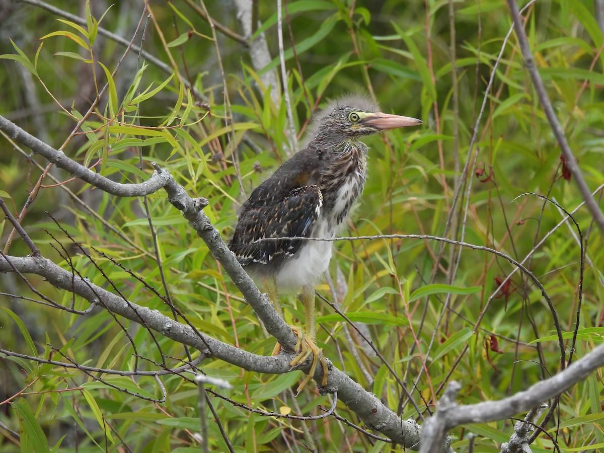 Green Heron - Matthew Krawczyk