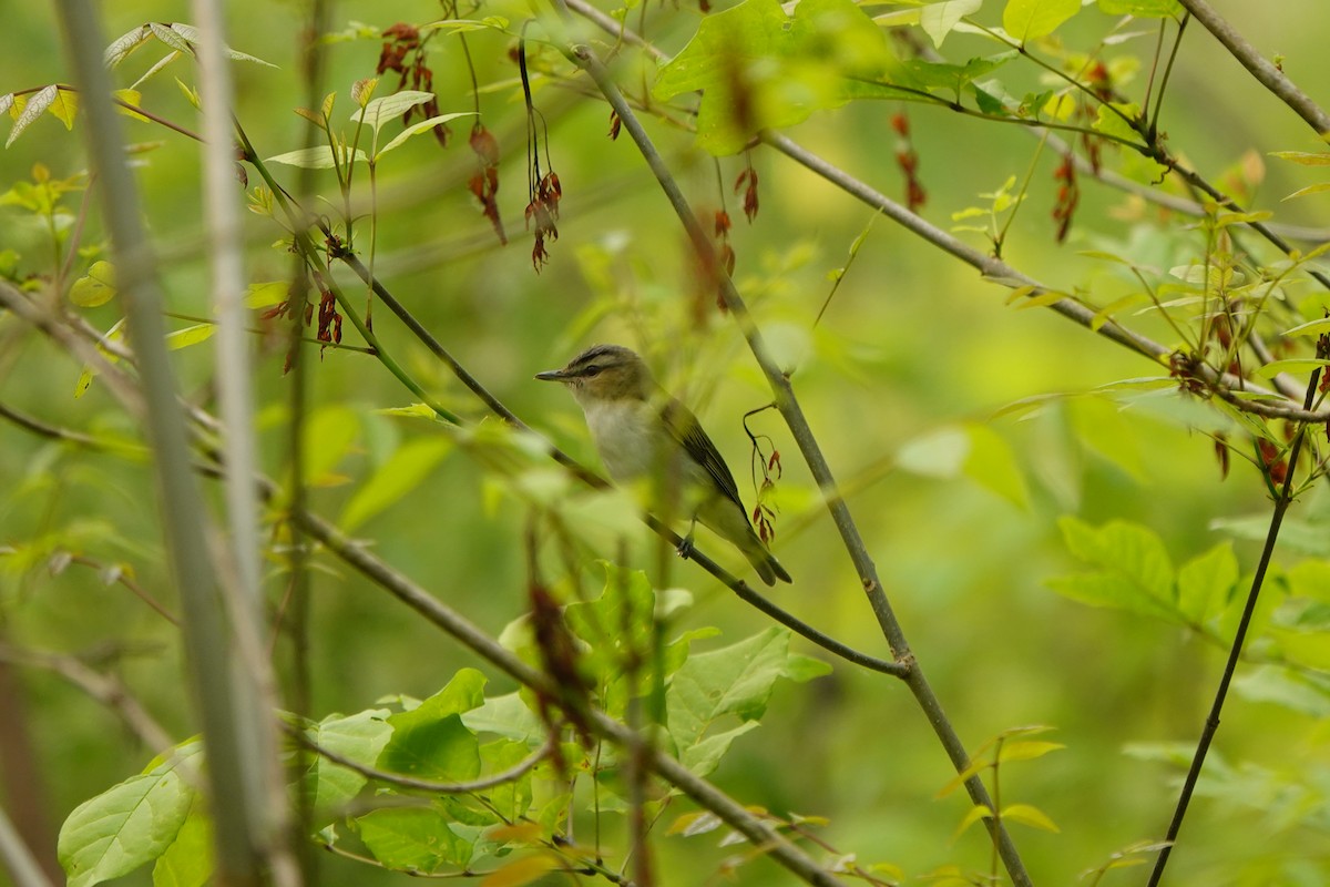 Kızıl Gözlü Vireo - ML582337581