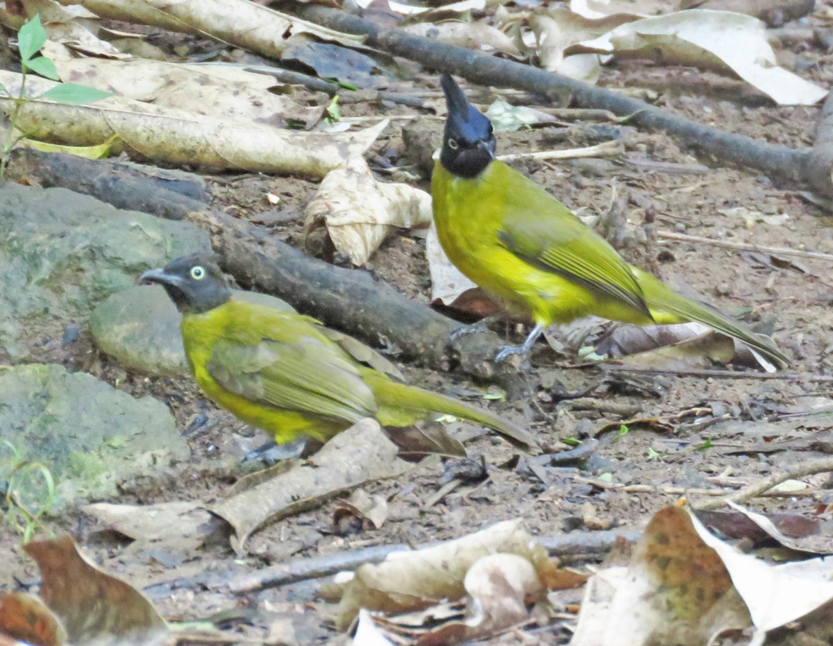 Bulbul Cabecinegro - ML582338201