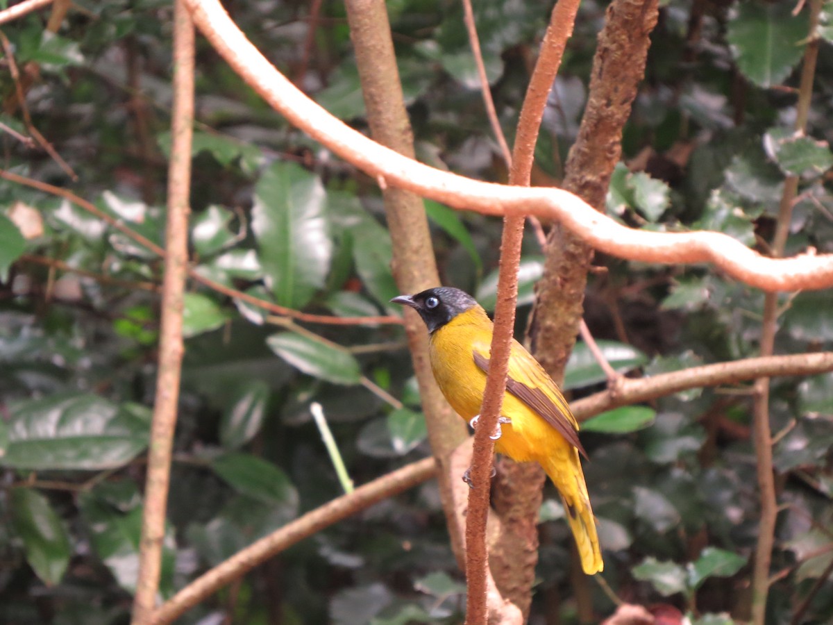 Bulbul Cabecinegro - ML582338211