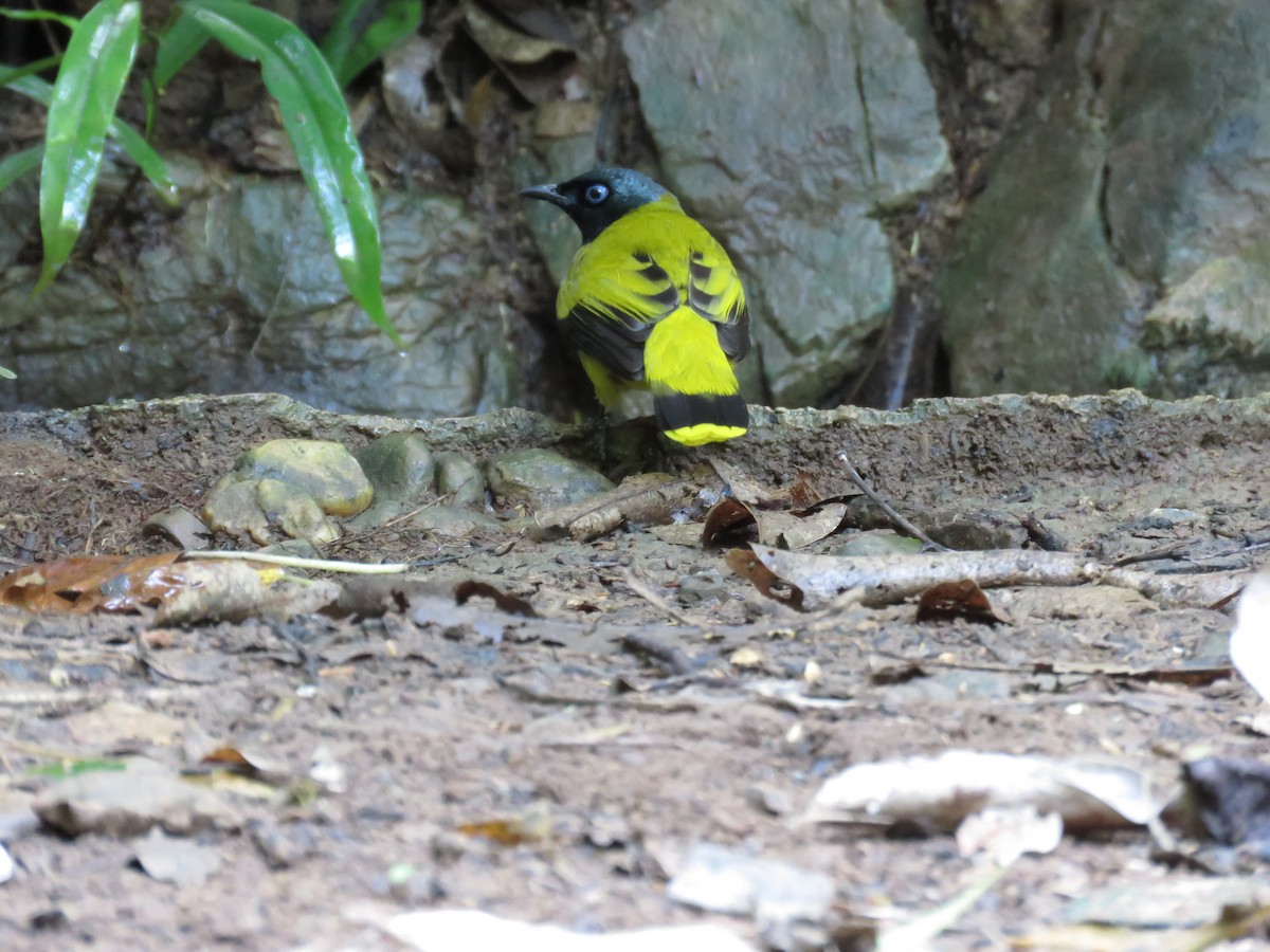 Bulbul cap-nègre - ML582338221