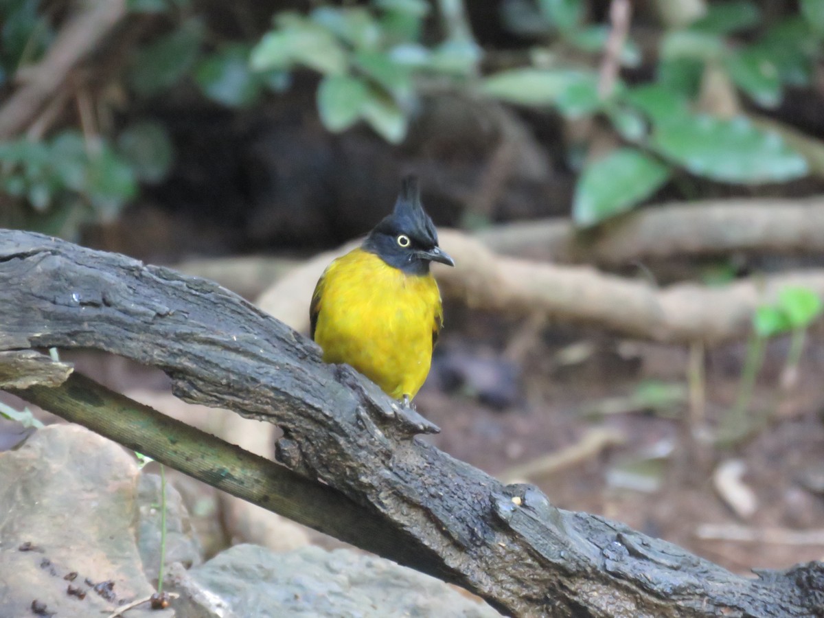 Bulbul cap-nègre - ML582338231